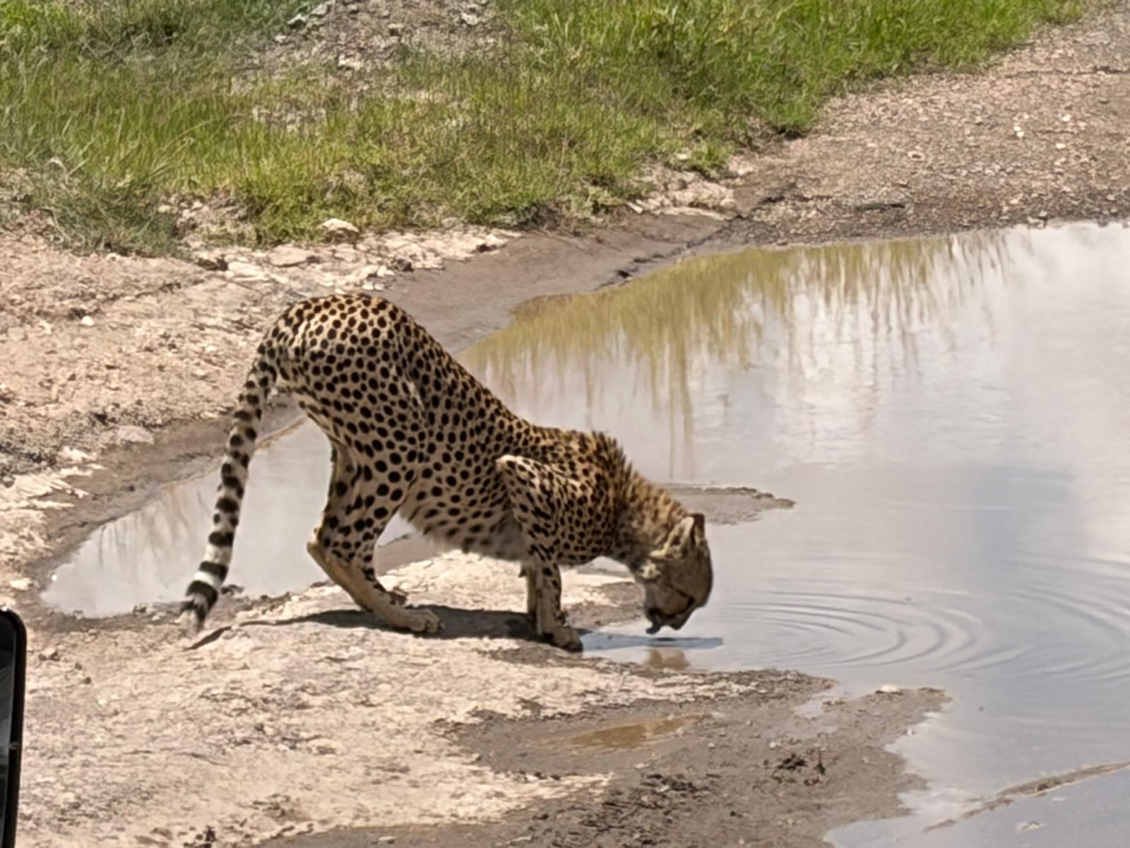 Safari memories